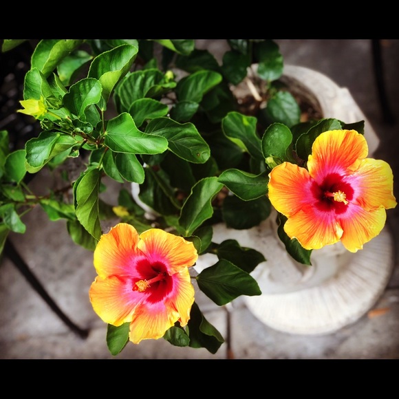 Meet your Posher, Cheyanne - Picture 1 of 1